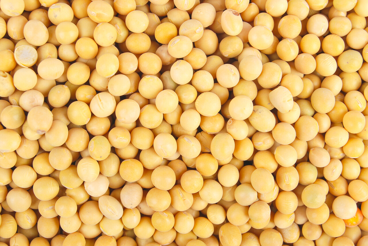 黄豆背景素材