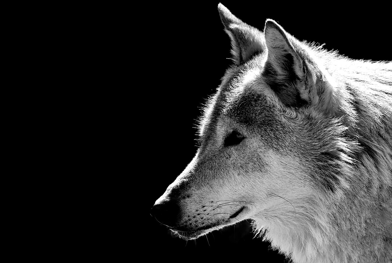 黑底背景大灰狼