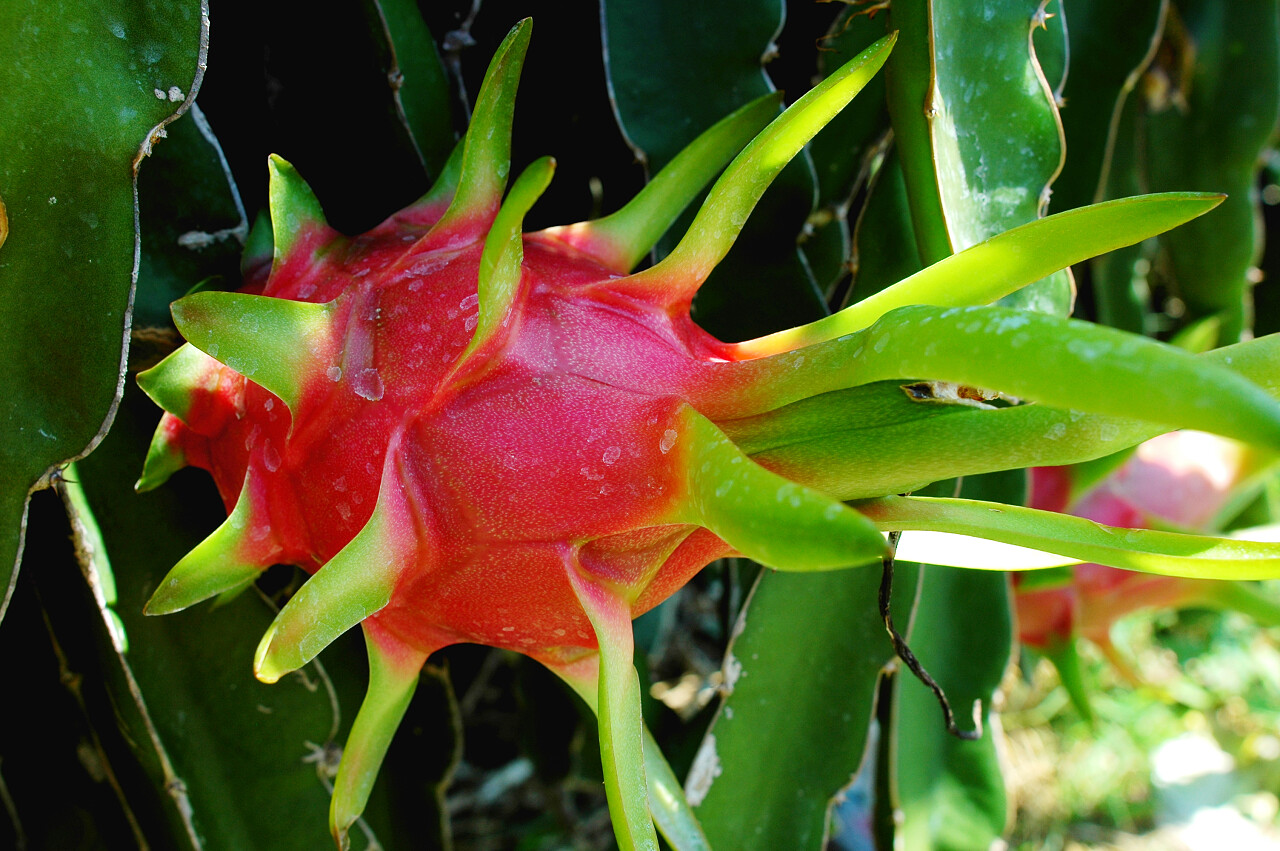 新鲜成熟火龙果