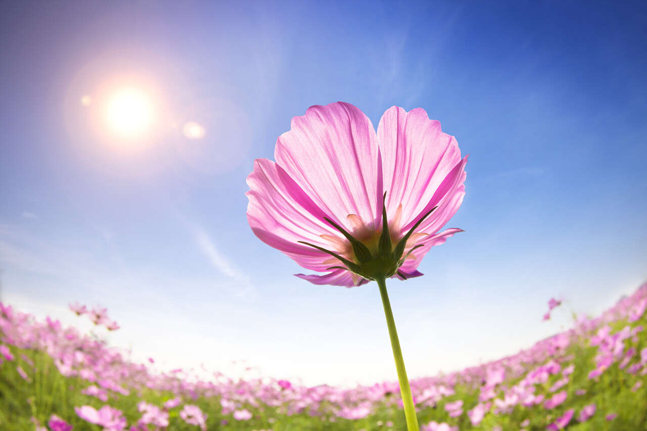 美丽雏菊阳光的背景希望