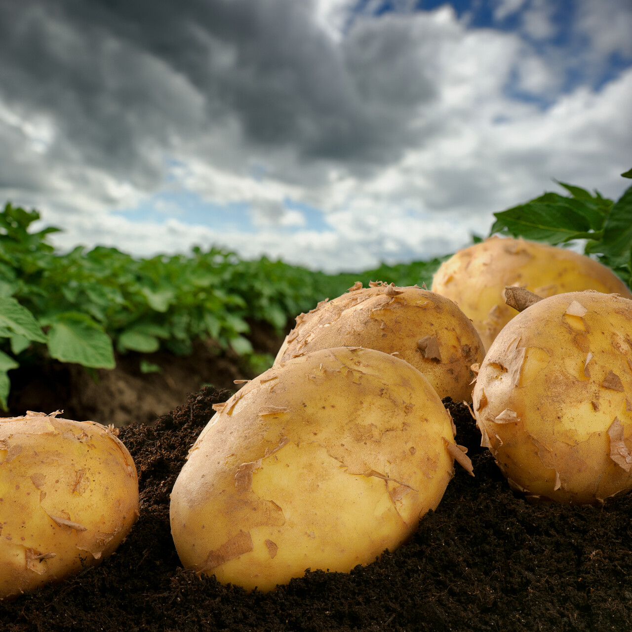 新鲜土豆特写夏季绿色田地背景