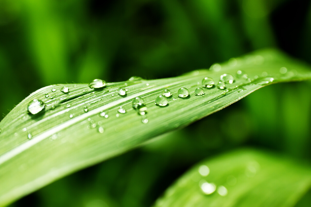 叶子的特写和背景上的水滴白露