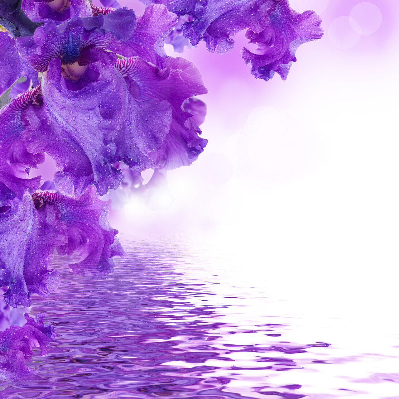 夏天的蝴蝶飞在紫色鸢尾花中