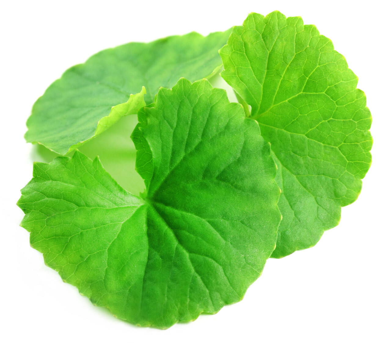 具有药用价值的叶子