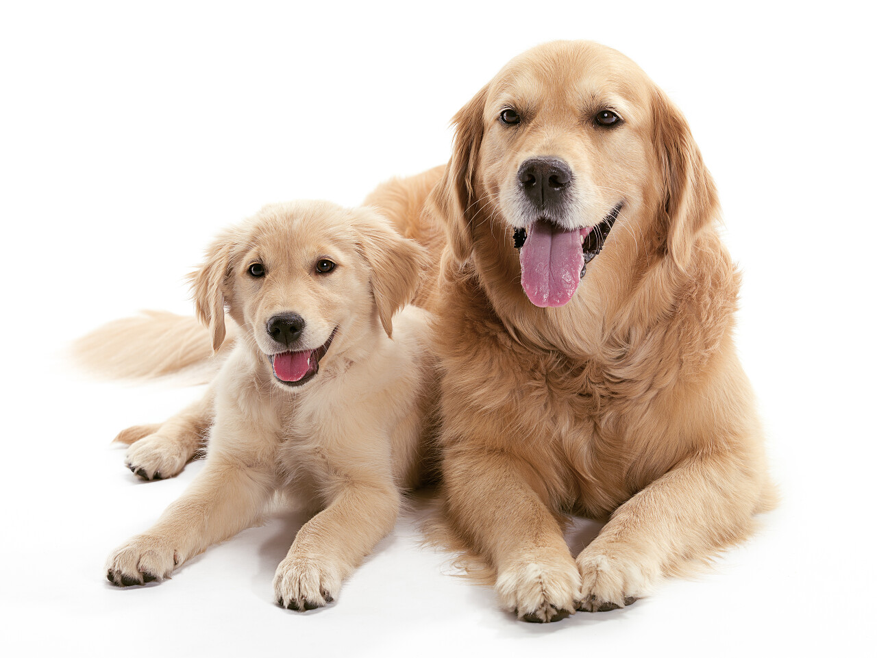 两只狗一起躺在地板上