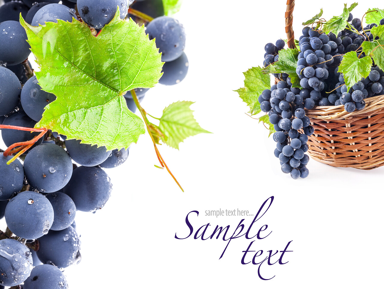 在白色背景上成熟的黑葡萄