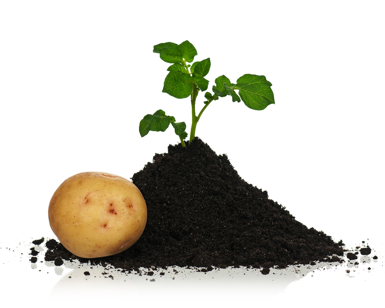 黑色土壤中发芽的马铃薯土壤幼苗