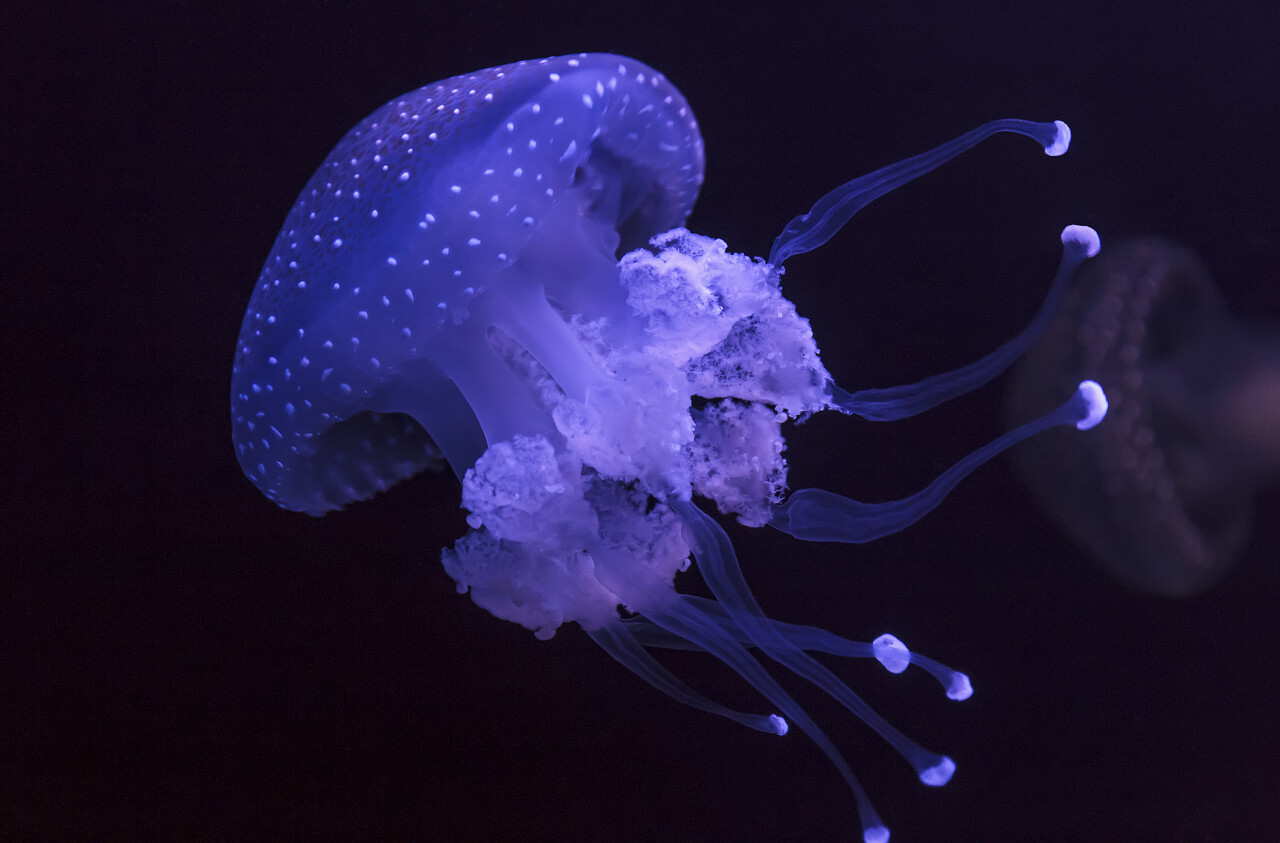 紫色的水母在黑色背景上