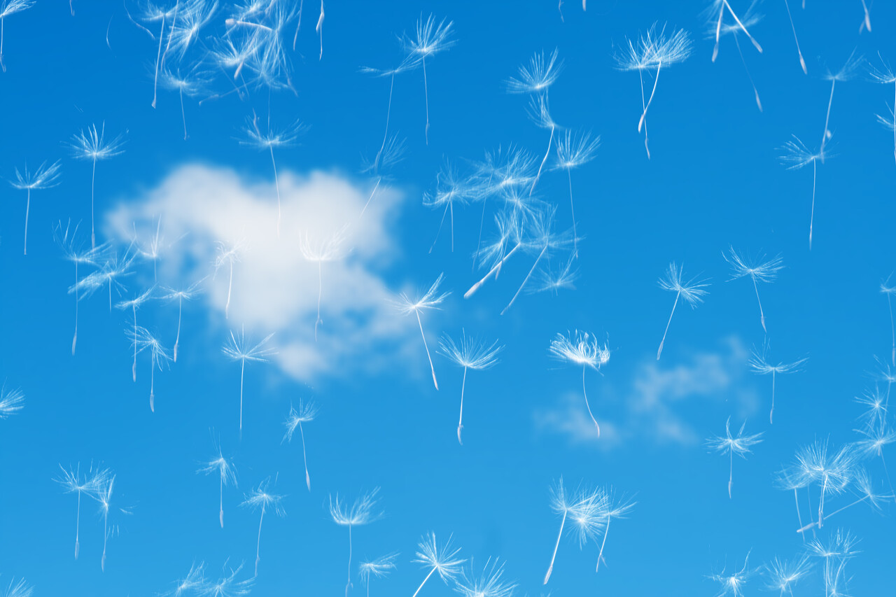 蓝天上的蒲公英种子