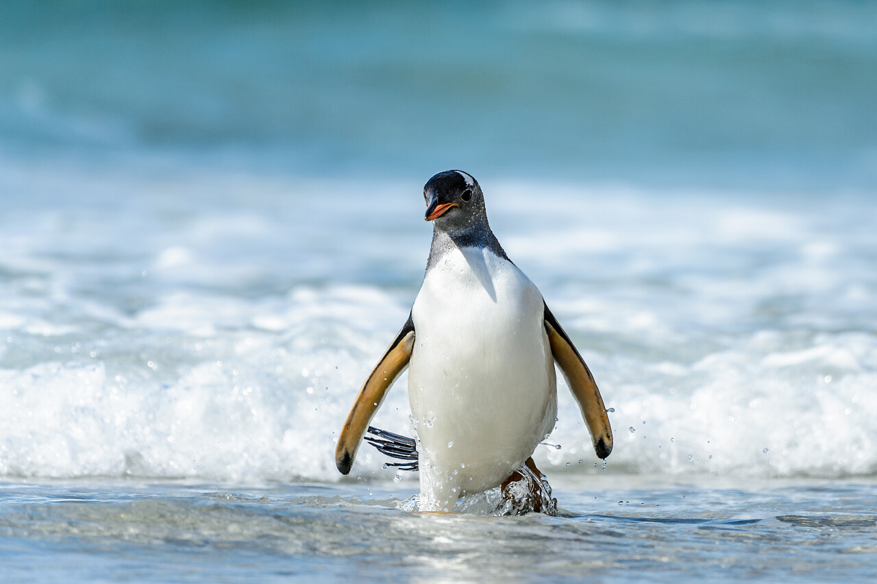 海岸边一只企鹅走路