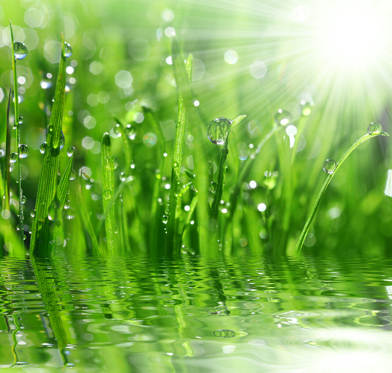 河边绿草水珠清晨草地传统二十四节气24节气谷雨传统二十四节气24节气雨水白露