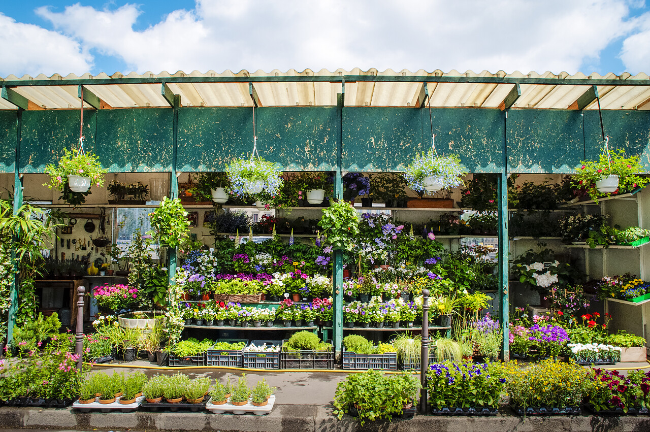 花店卖花绿植植物盆栽