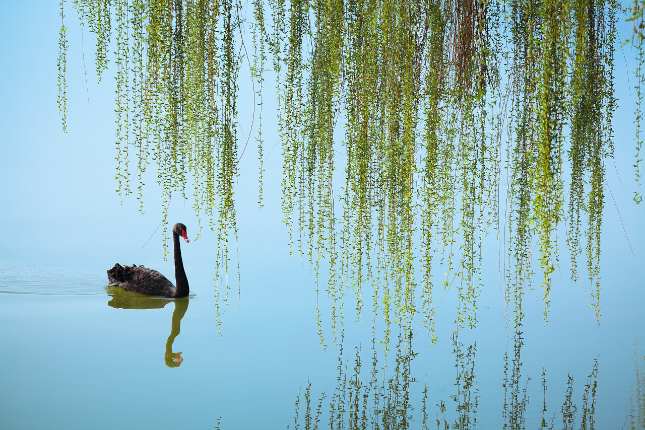 垂柳和春湖上的黑天鹅传统二十四节气24节气春分传统二十四节气24节气清明节清明