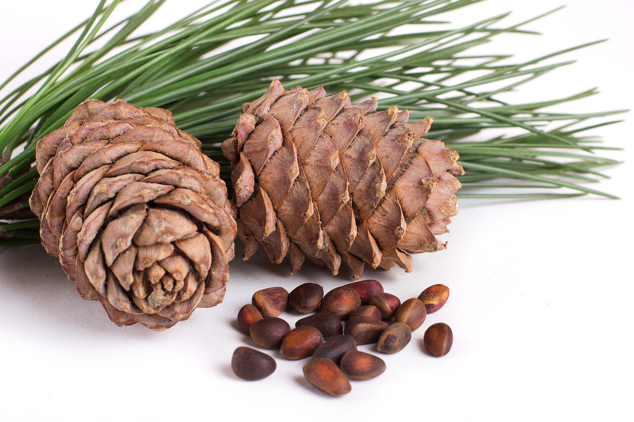 白色背景上的松子