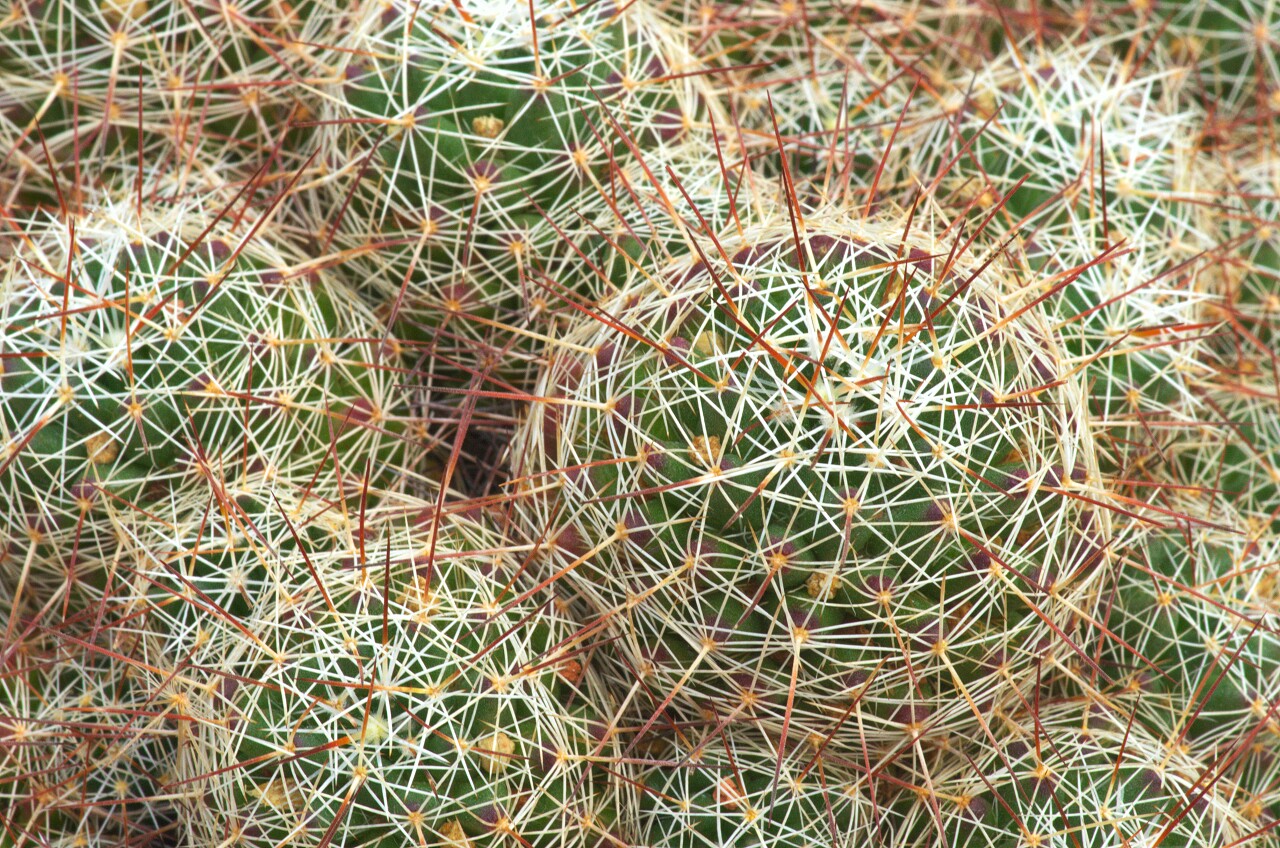 这张照片是在大阪拍的仙人球