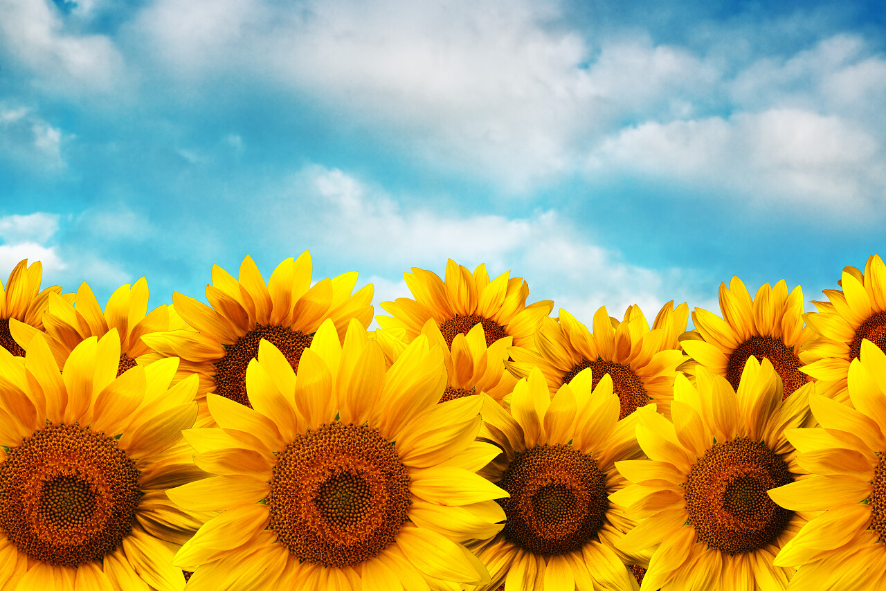 向日葵领域打击蓝蓝的天空希望