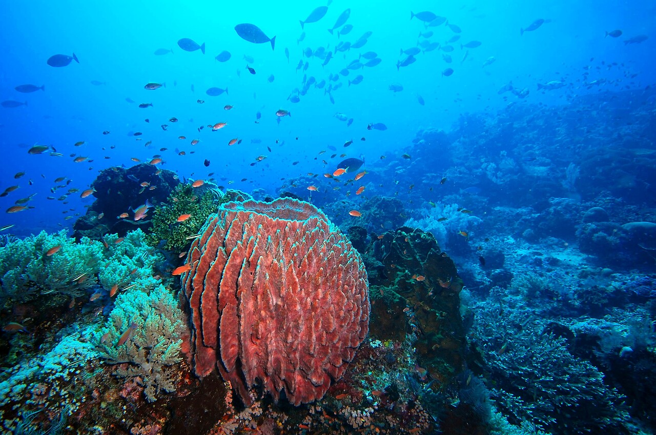 珊瑚礁鱼类和潜水印度洋和科莫多巨蜥群岛
