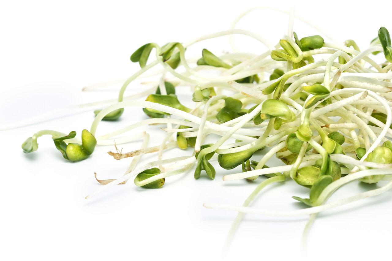 白色背景特写的小麦种子的芽苗菜