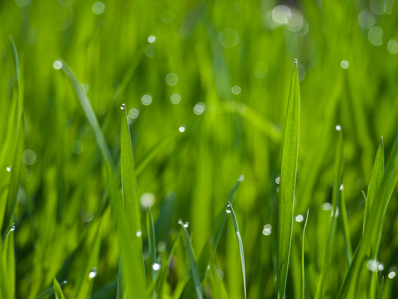 带着水珠的小草传统二十四节气24节气谷雨传统二十四节气24节气雨水