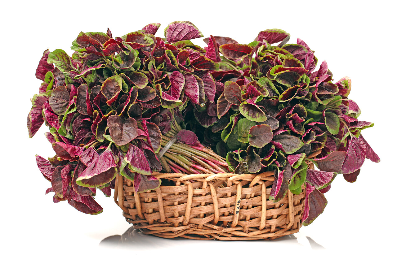 在白色背景上的苋菜