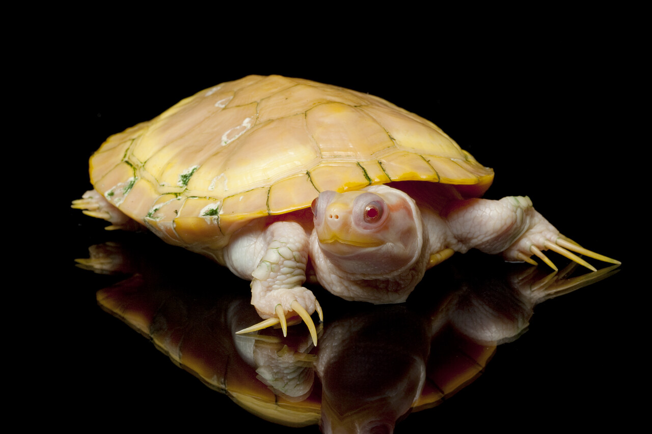 白红耳滑块 乌龟