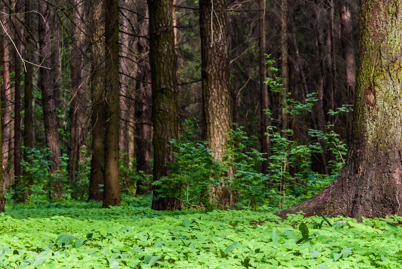 树木和绿草深林