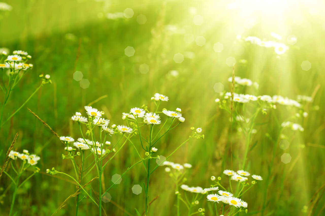 阳光下生长的野甘菊花