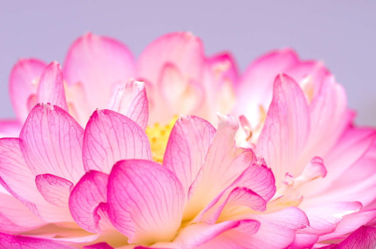 粉色荷花二十四节气24节气立夏夏至小暑大暑