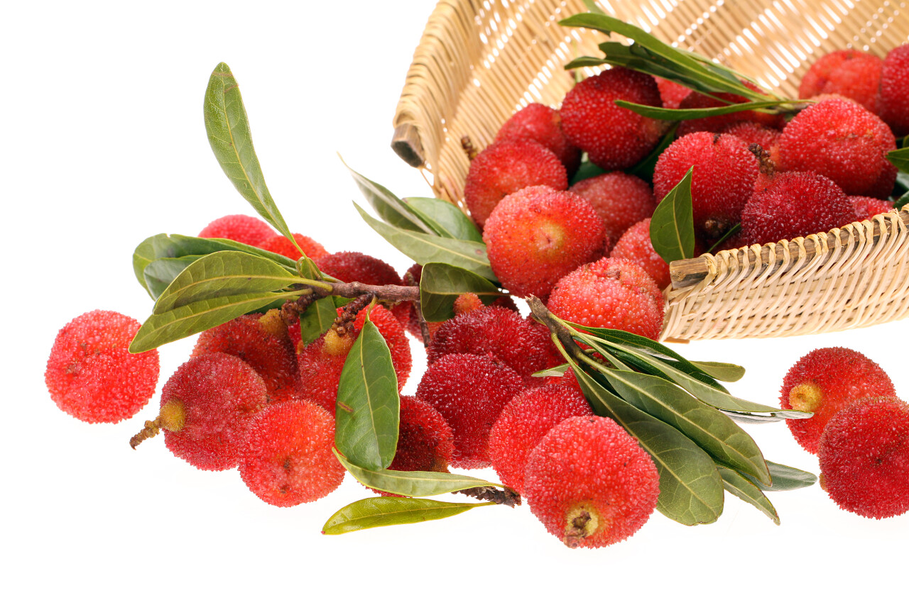 在白色背景上的杨梅