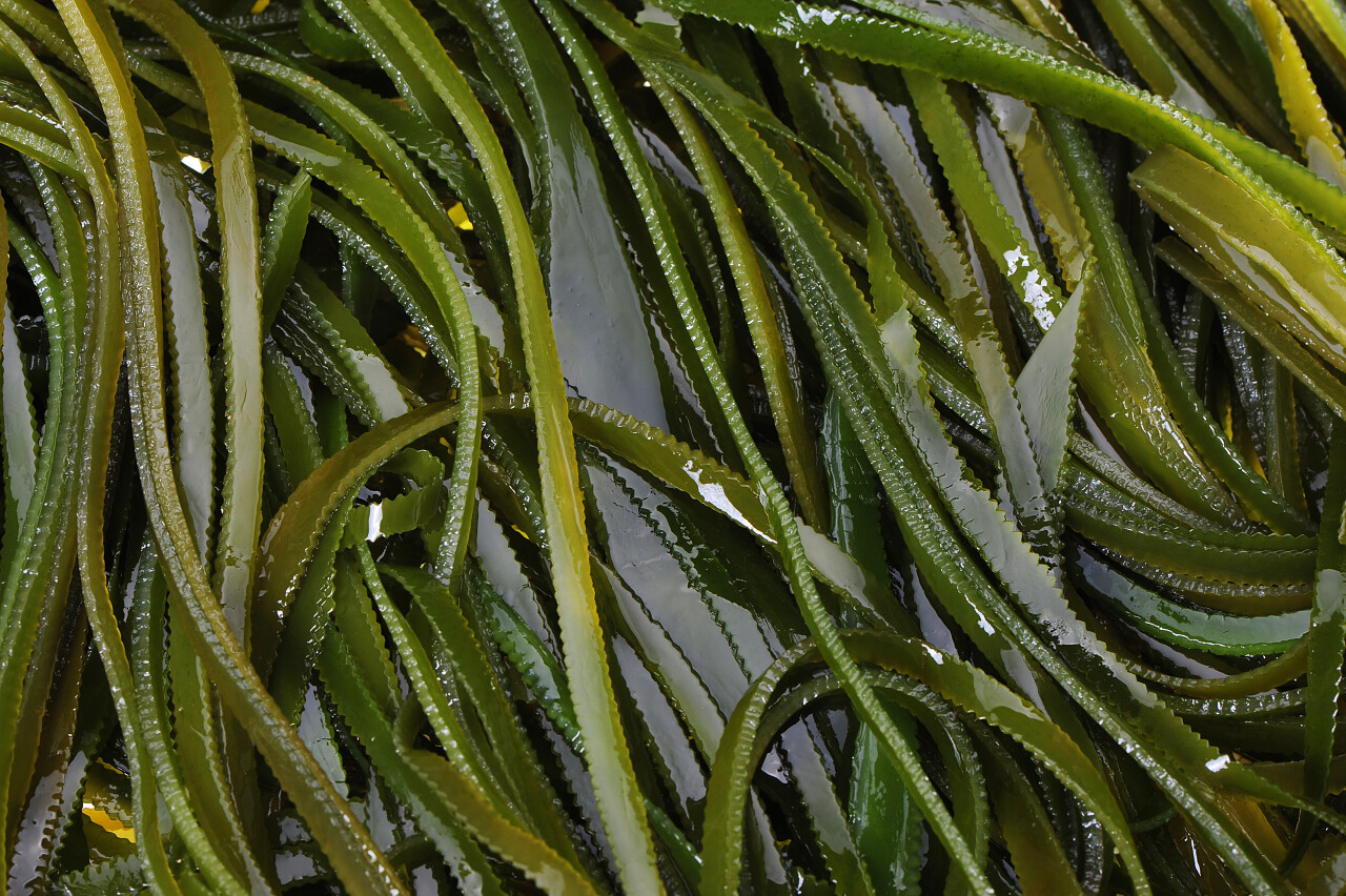 白色背景的海带