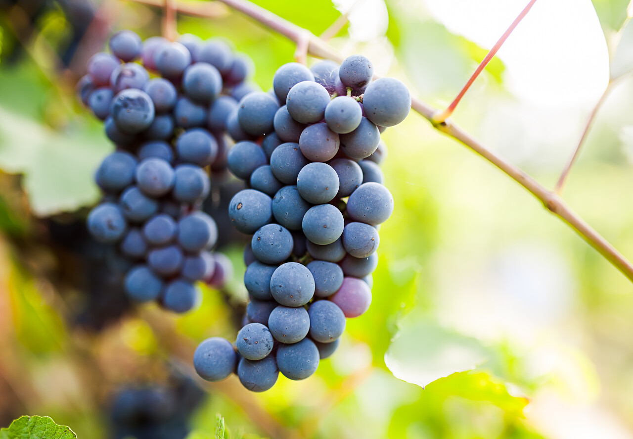 蓝色葡萄藤上的葡萄