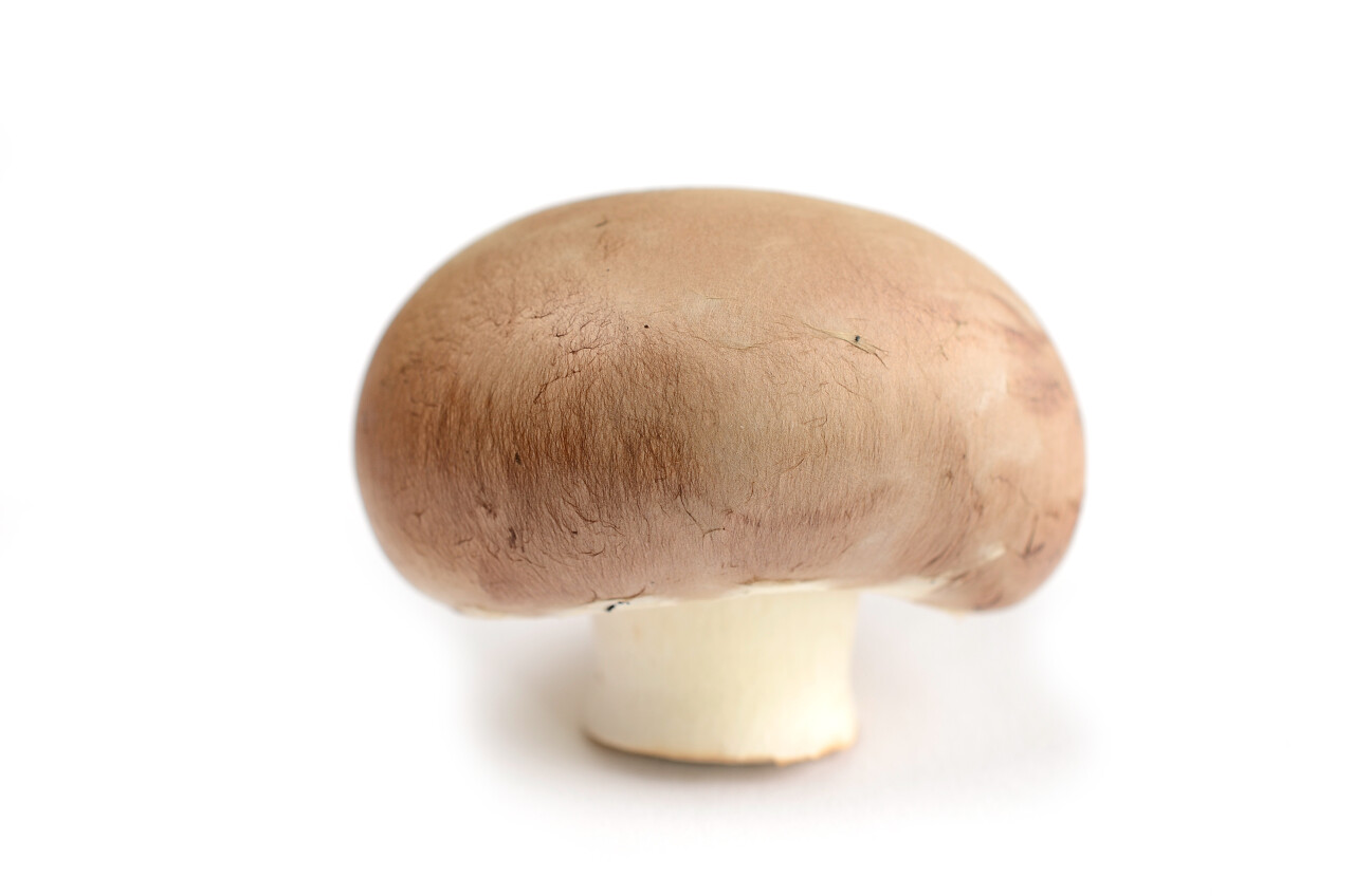 在白色背景上的鲜蘑菇