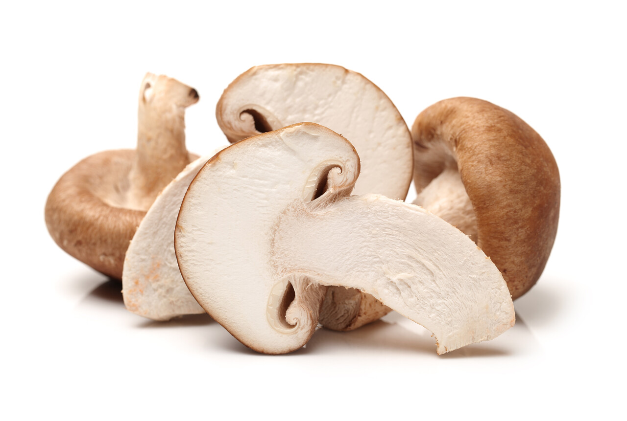 白色背景上的香菇