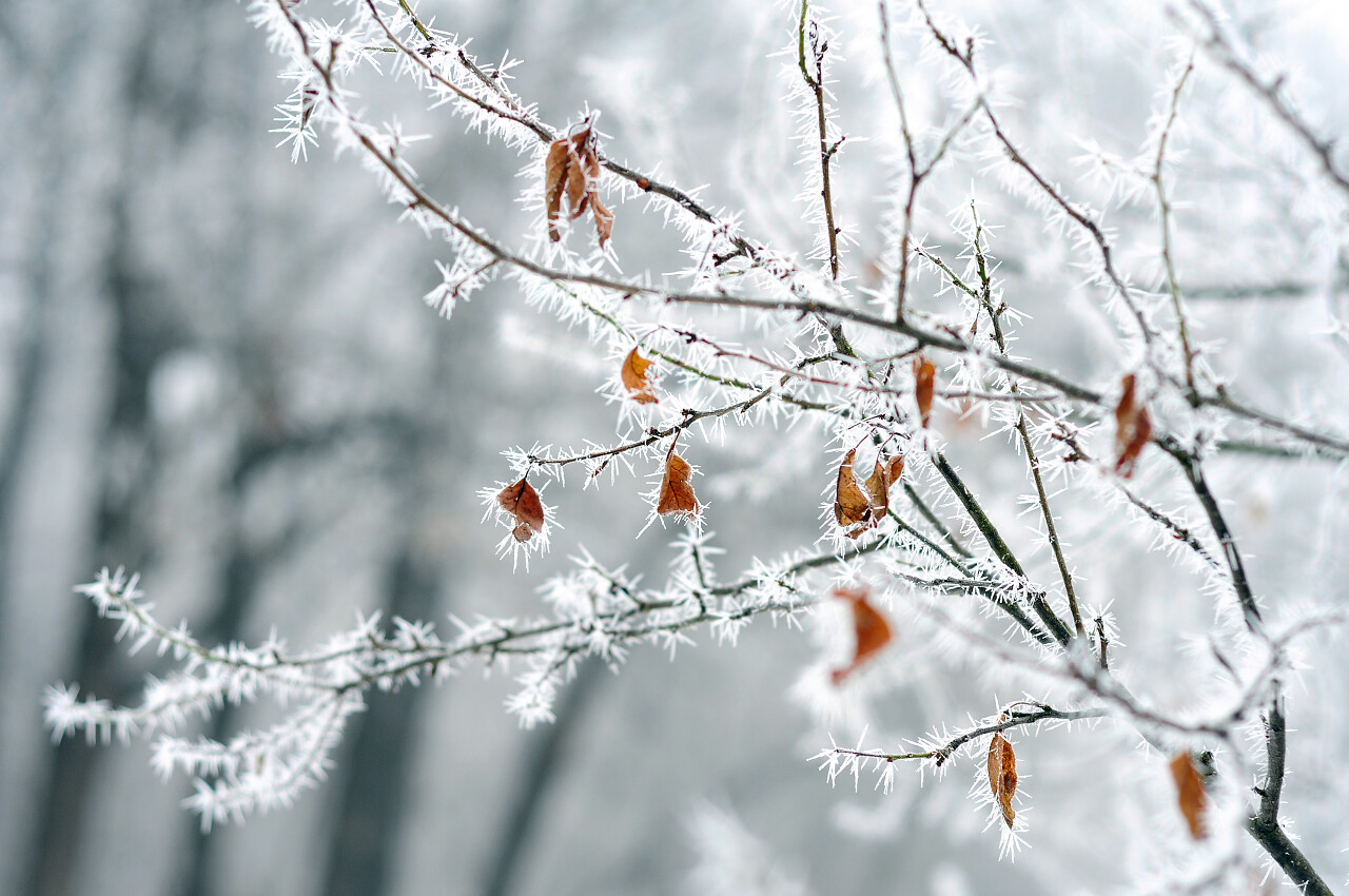 干的树枝树叶盖在白霜二十四节气立冬小雪大雪冬至小寒大寒霜降