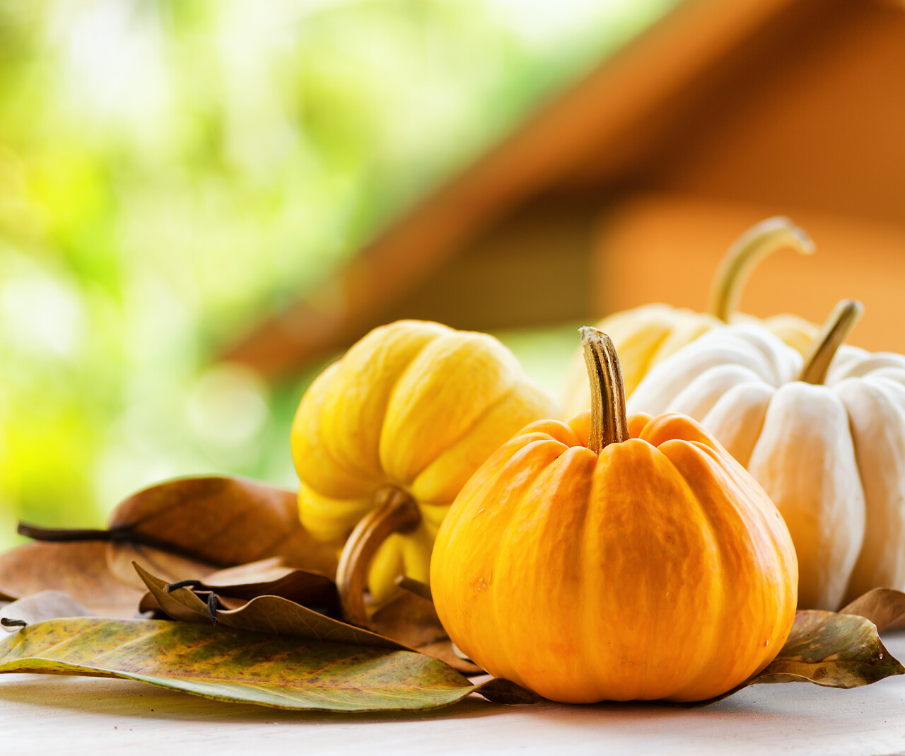 乡土景观背景下的南瓜