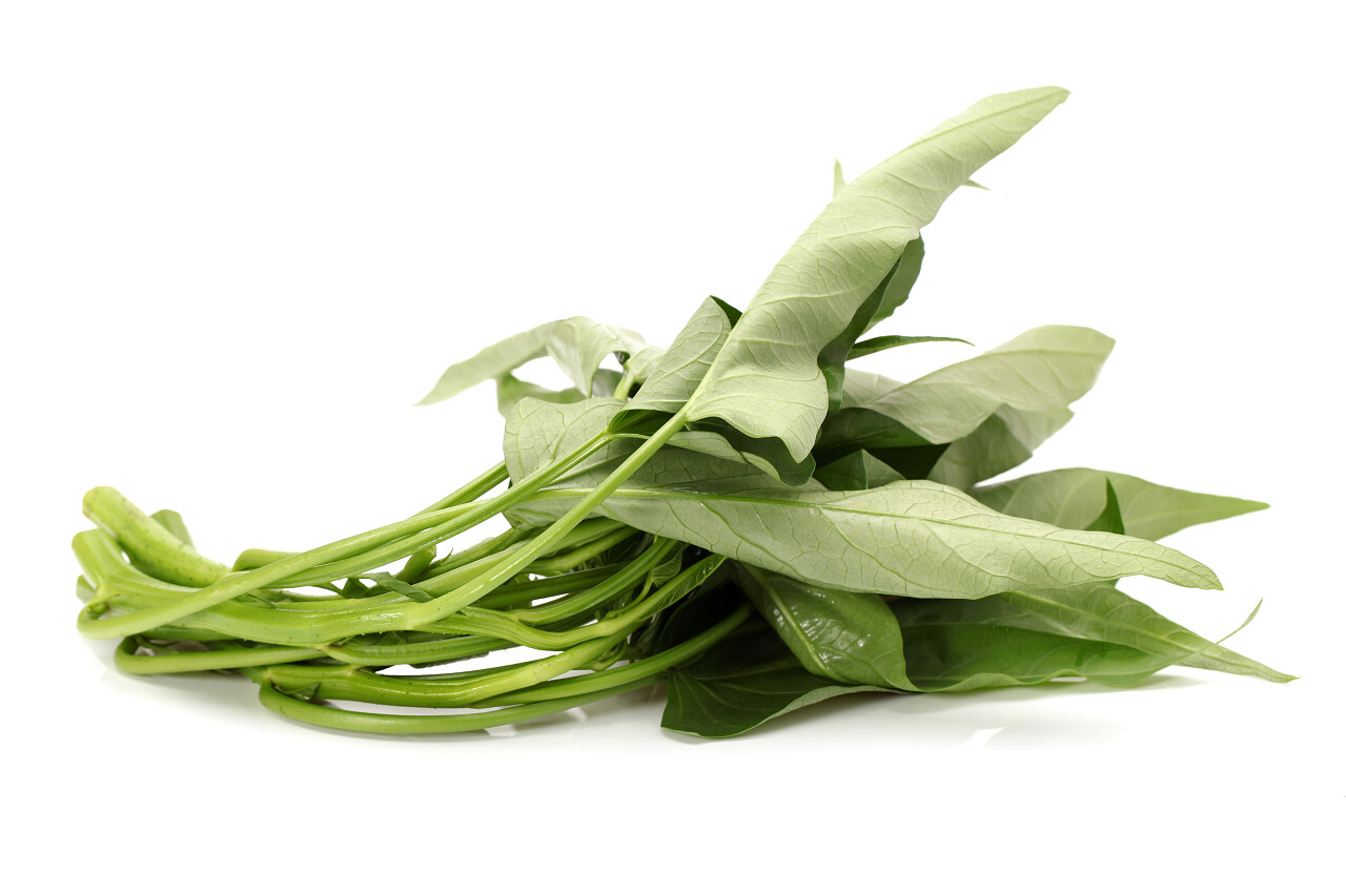 白色背景上分离的水菠菜