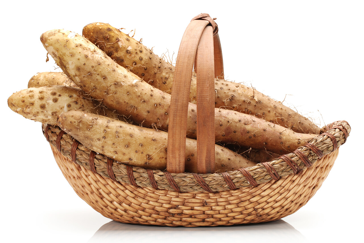 在白色背景下隔离的山药