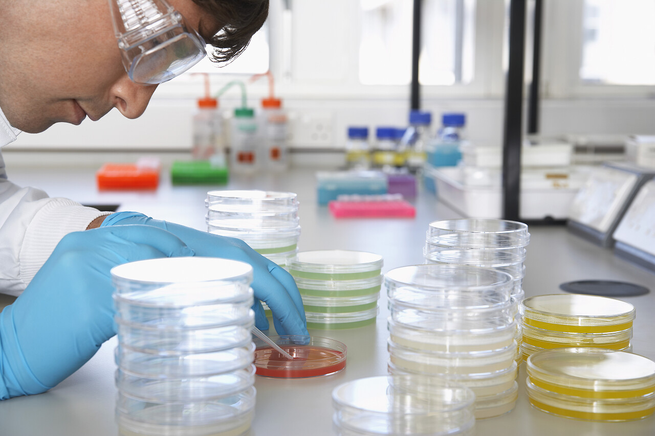 男性的实验室工作人员与 petri 佳肴