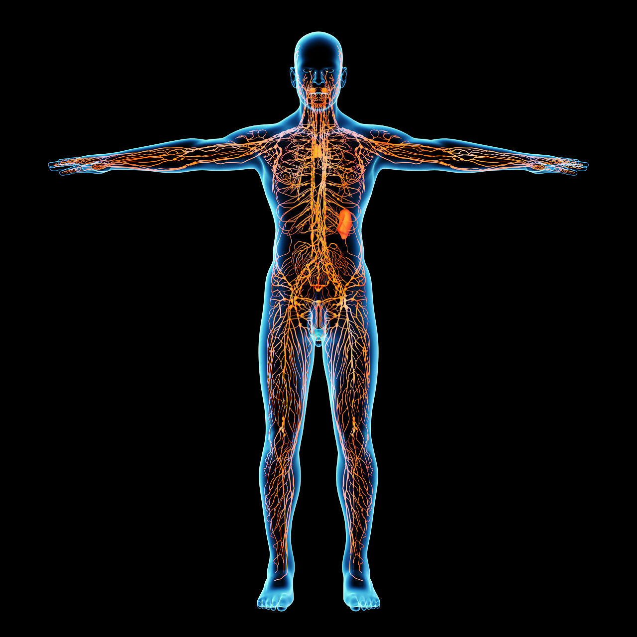 淋巴系统前视图