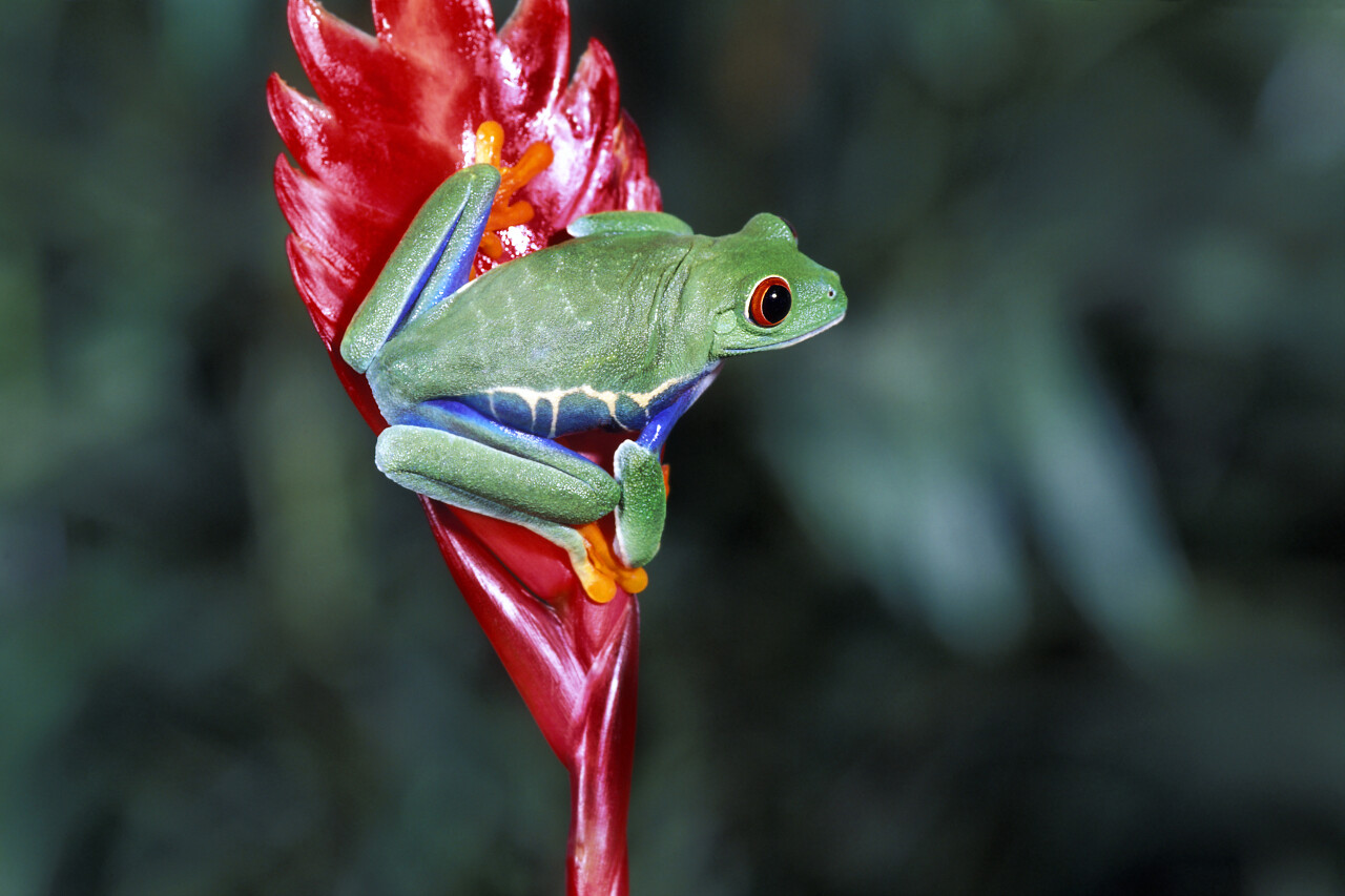 红眼树蛙传统二十四节气24节气惊蛰
