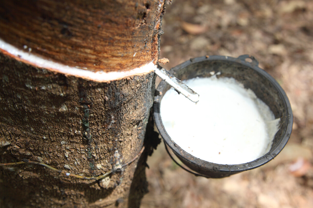 在森林里有很多橡胶树的乳汁流进木碗里用来做其他用处