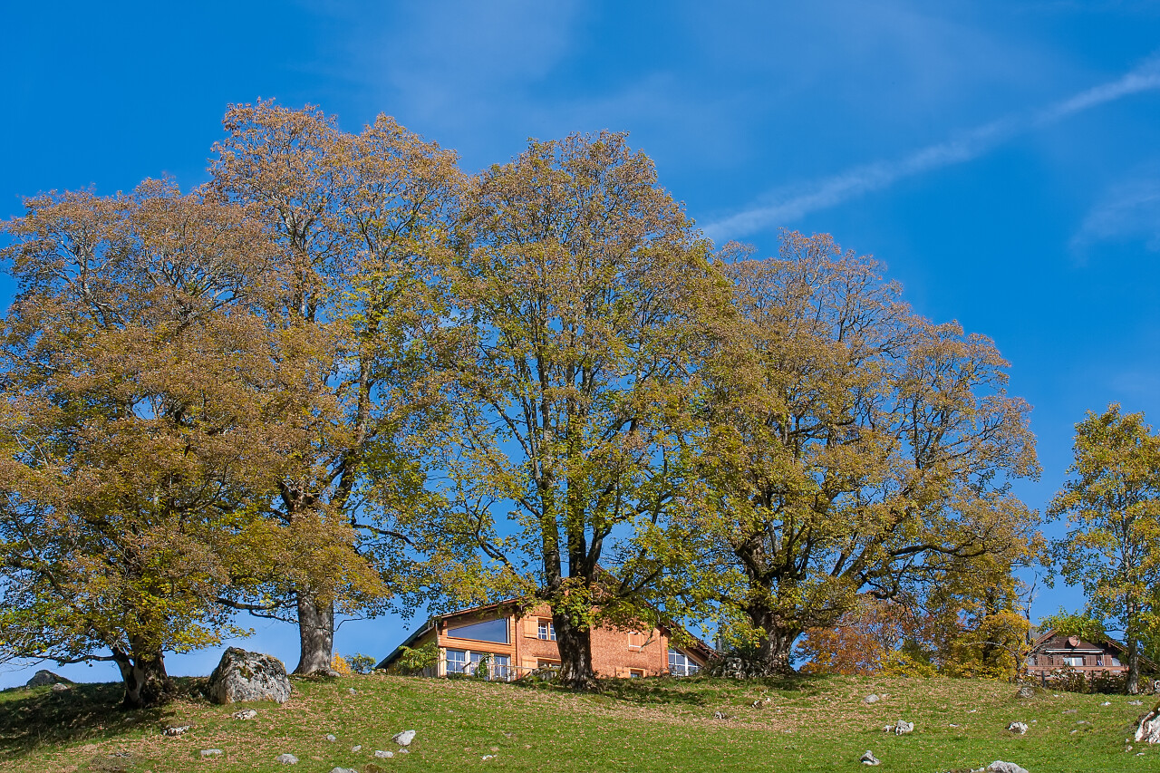 现代生活在高大的树木以及高挺拔地区房子看上去是那么渺小
