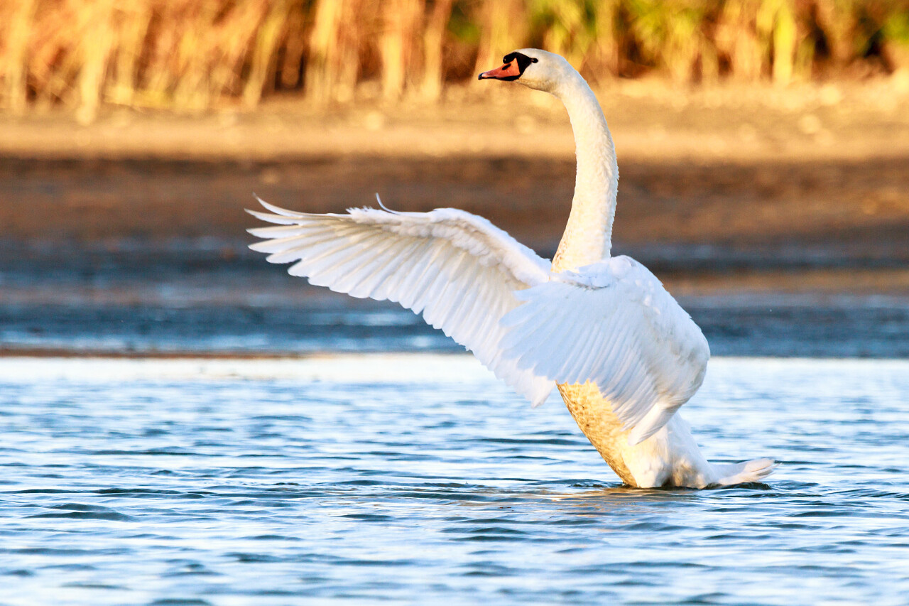 蓝色湖泊上正在飞行的天鹅