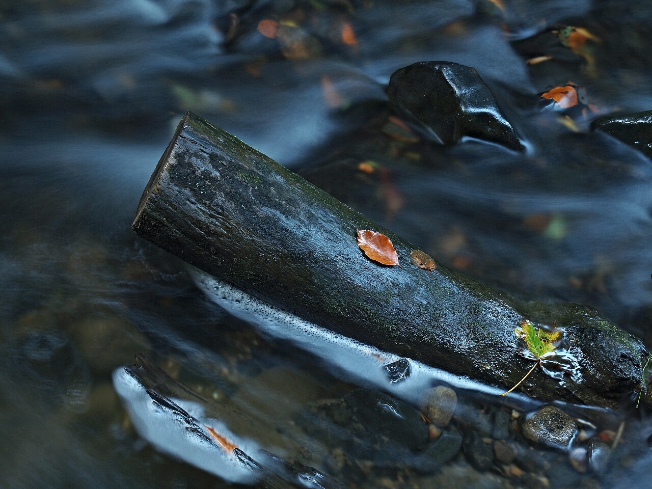 清澈的河水中飘着断木