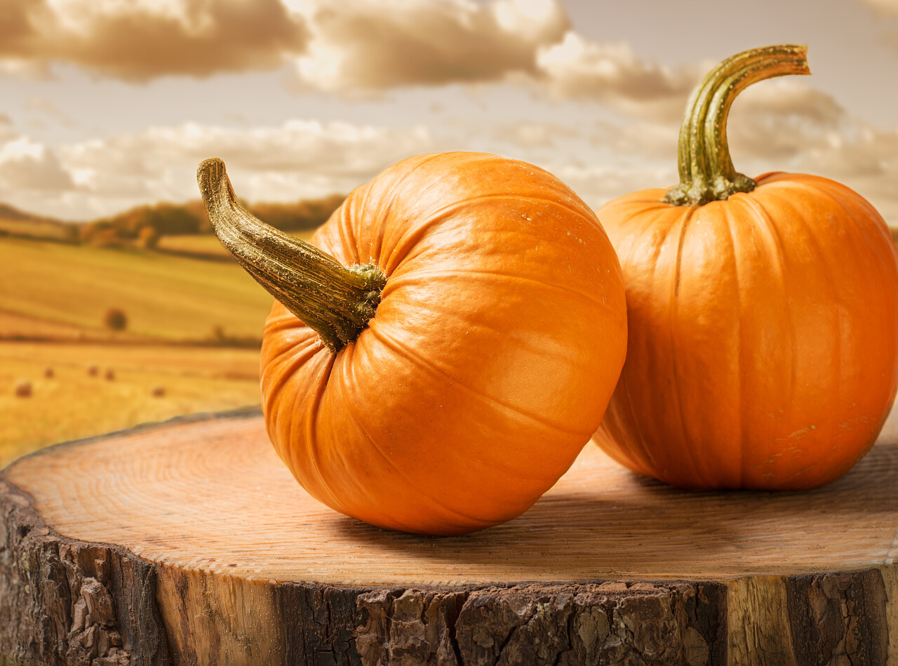 放在木桩上的大南瓜