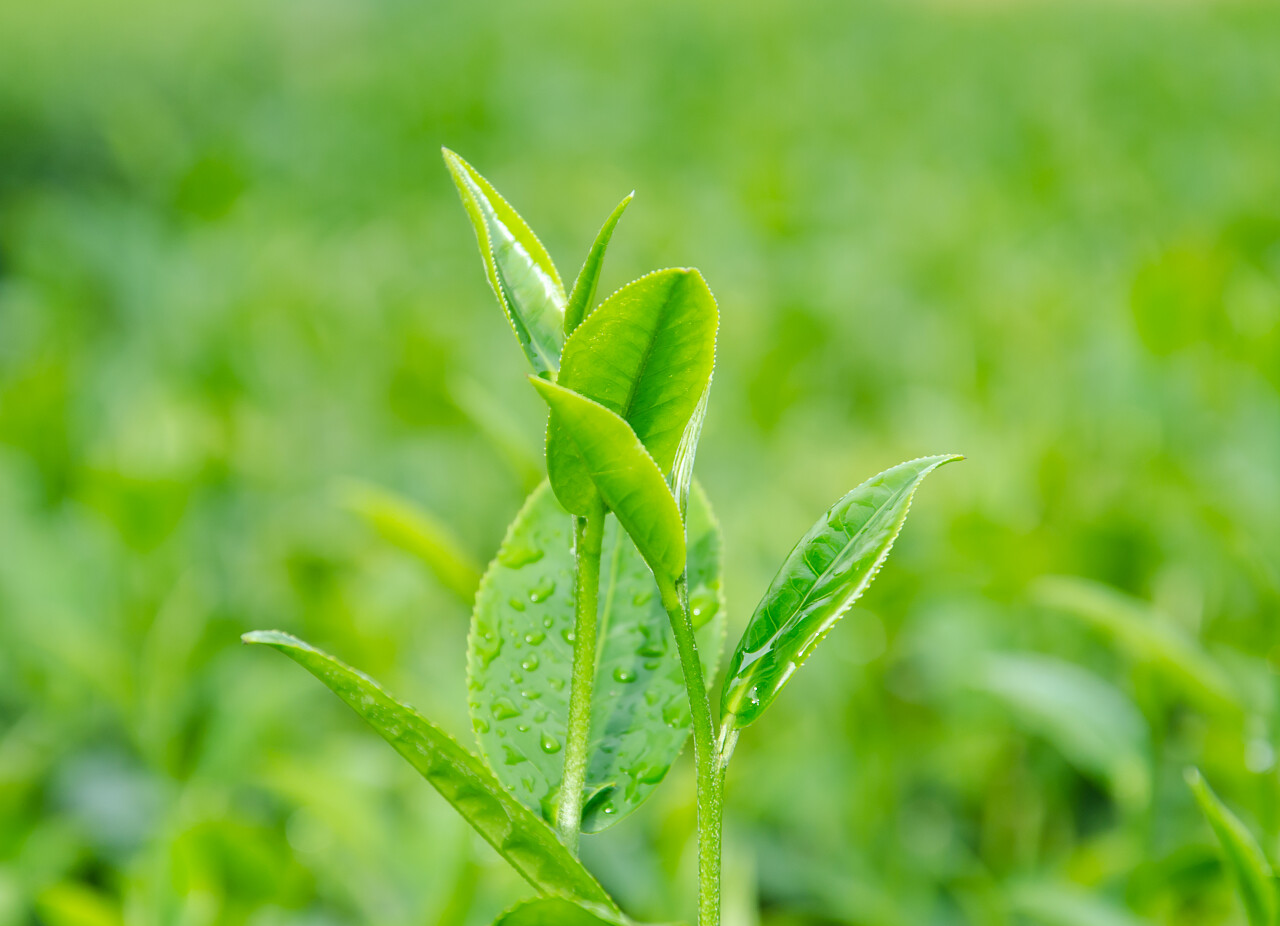 绿茶芽与清晨的露水春天芽茶嫩芽