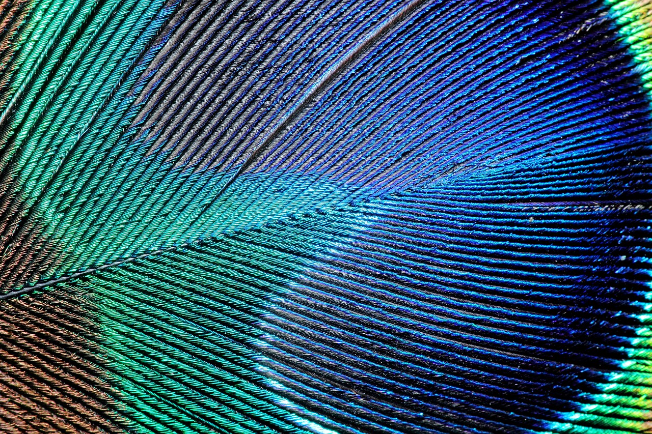 孔雀羽毛