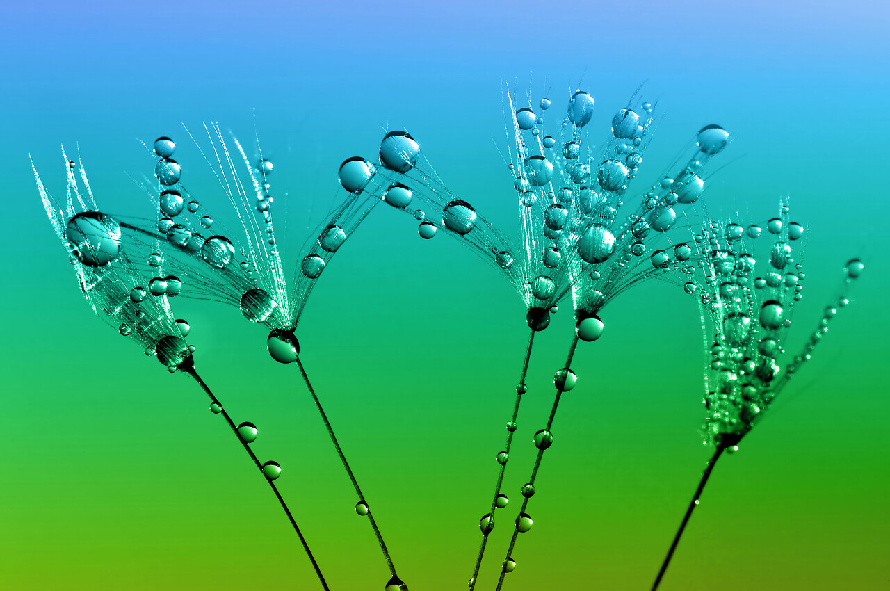 露水蒲公英白露