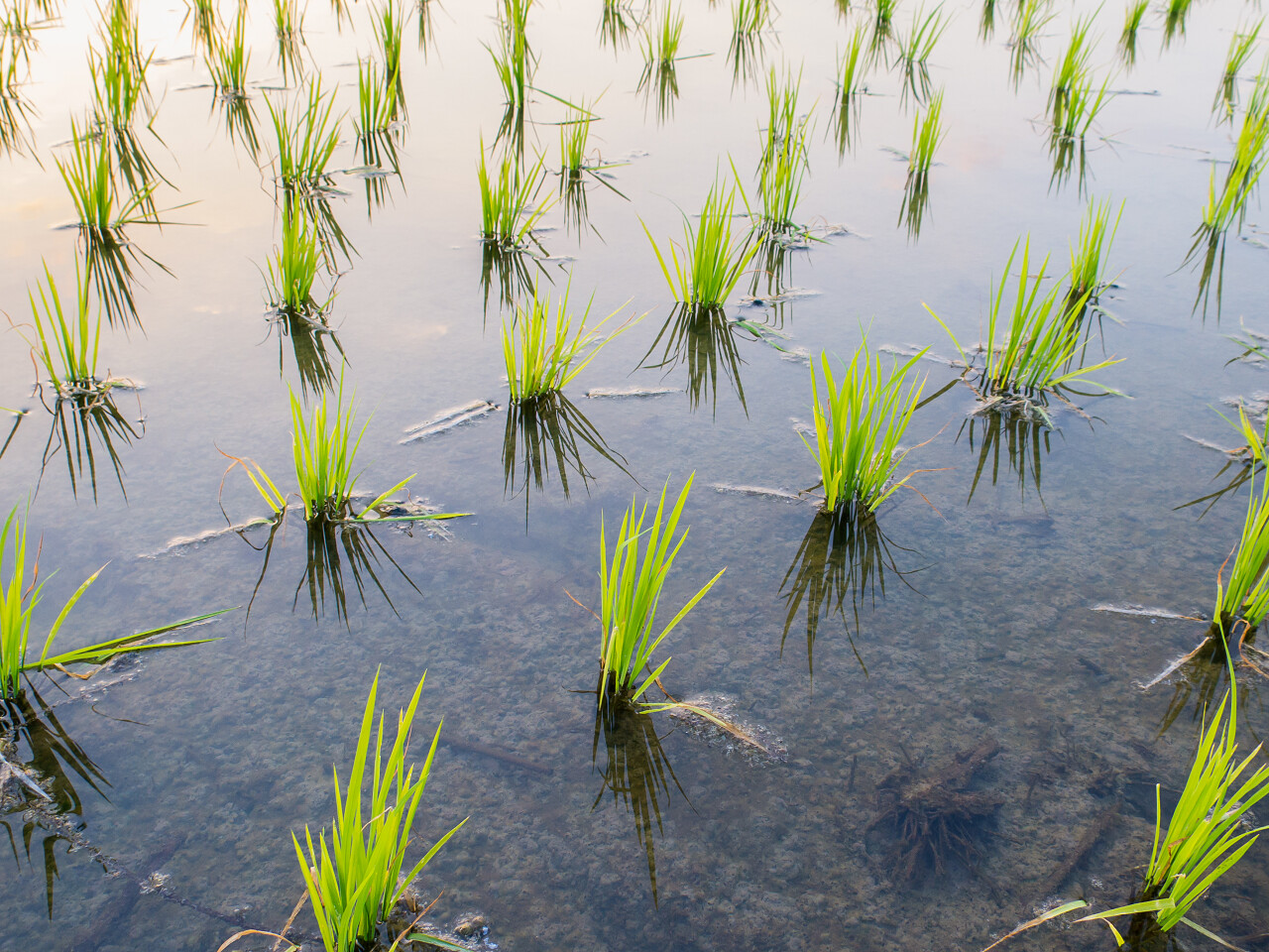 在稻田里生长的水稻幼苗传统二十四节气24节气谷雨二十四节气24节气小满