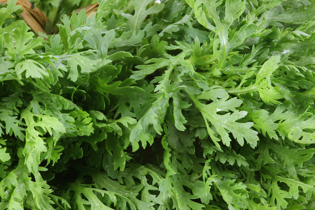 在白色背景上的皇冠雏菊